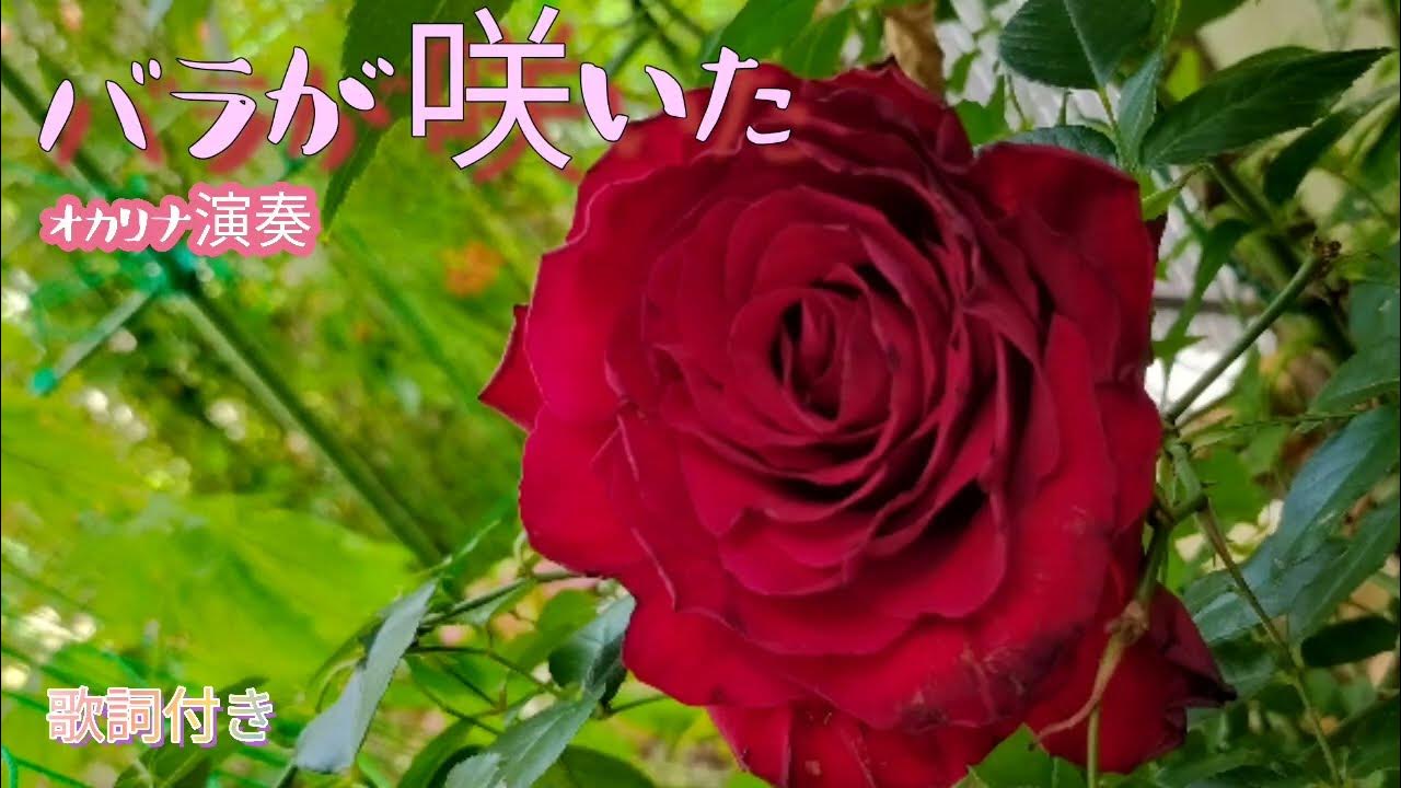 バラが咲いた/歌詞付き/マイク真木(オカリナ演奏・168曲目)オカリナハイビスOcarina Hibi‘s YouTube