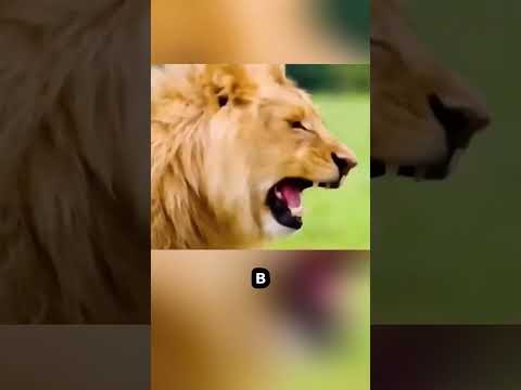 Лев против человека: кто победит в этой схватке? 🦁💨 #факты