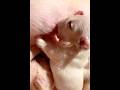 Satisfy Sound of Newborn Puppies Bulldog Nursing #puppy #pistenbully #cute #nursing #frenchbulldog
