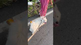 Jimmy ki Morning Walk chal rhi hai 🤗🤗 #dog #pets #video #viral #daily #shorts #like