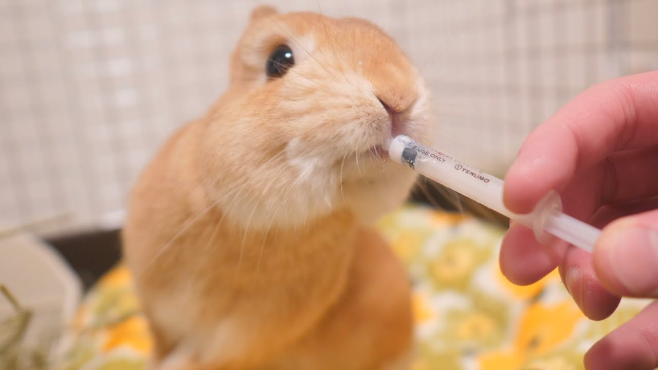うさぎの麦ちゃんねる Youtube网红频道详情与完整数据分析报告 Noxinfluencer提供支持 うさぎの麦ちゃんねる Youtube网红频道详情与完整数据分析报告 Noxinfluencer提供支持