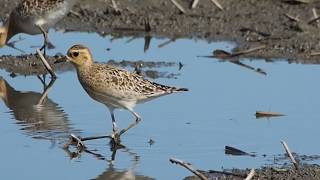 1081217宜蘭新南溼地冬候鳥金斑鴴Pacific Golden Plover（ Pluvialis fulva）
