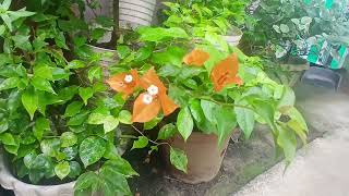 Short Video Sa Mga Bougies.... Anie Bangs