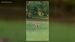 Coyote concerns in Chesapeake neighborhood Coyote Problems In Virginia
