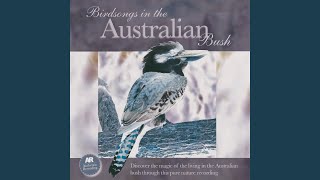Feat. Masked Lapwing and Brown Honeyeater