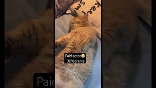 #pets #pug #carlin #funny #kitten #haveitoldyoulatelythatiloveyou #lifeisbutadream #cat #nothingim