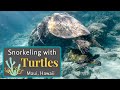 Snorkeling With Sea Turtles Maui, Hawaii Relaxing - School Of Tropical Fish Eat Off Turtles Shell!