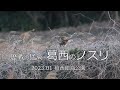 葛西のノスリ　歴戦の猛禽　2023.01　葛西臨海公園　鳥類園