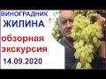 Обзор виноградника Вадима Жилина на 14.09.2020