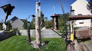 Busy Birds
