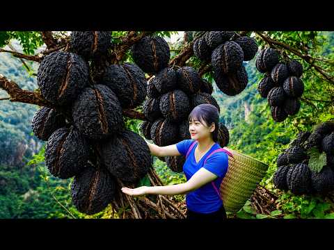 Ly Trieu Ca: Harvesting giant bitter melon-How to make delicious bitter melon patties & spring rolls