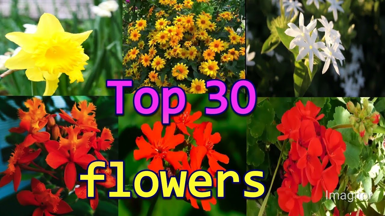 top 30 flower top 30 nature flower YouTube