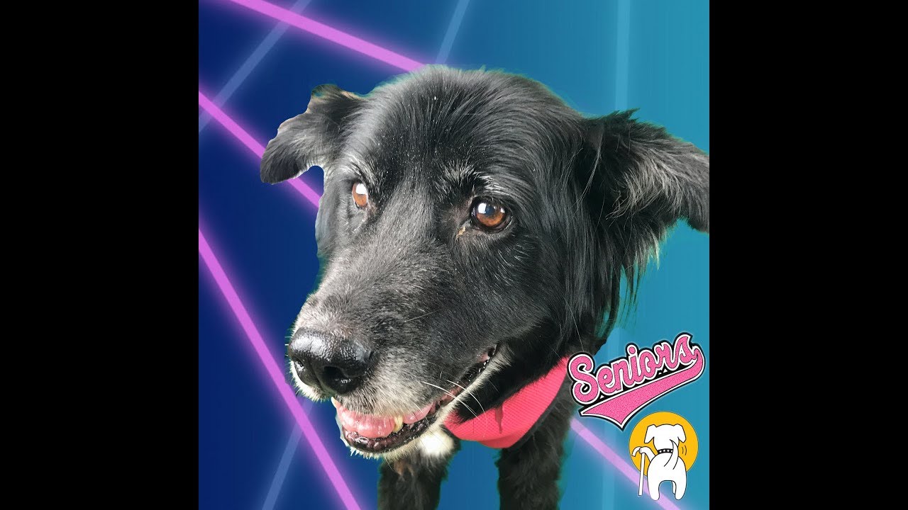 Shoshone, a female Border Collie enjoys acupuncture at Muttville rescue dogs rock nyc