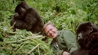 David Attenborough Plays with Cute Baby Gorillas | BBC Earth
