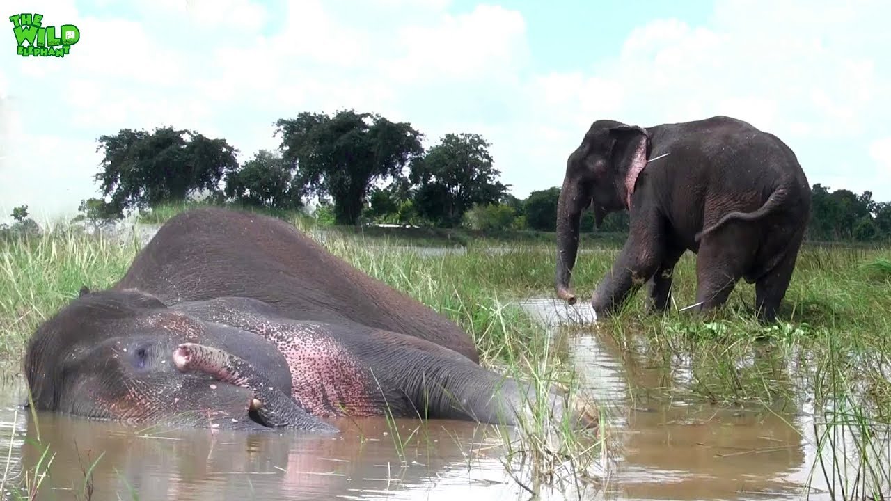 elephas maximus linnaeus This sick elephant needs a pond to cool itself next to a village