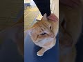 待合室にいた茶トラ猫に腰トントンしてきた