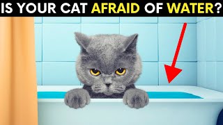 How To Make Your Cat Get Used to Water