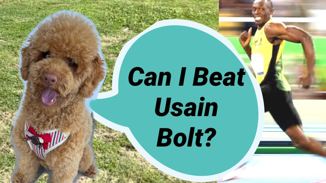 Toy Poodle's Diary Ch.17 | Fast Dog Run! Beat Usain Bolt? Dog Race! Funny Dog Video Clean