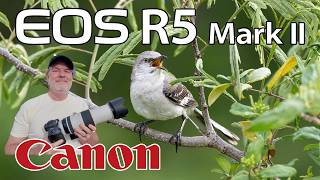 Canon R5 Mark II Birding with RF 100-500 Zoom Lens!