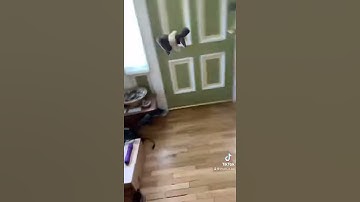 Day seventeen of throwing random objects till halo three anniversary releases