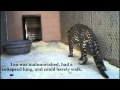 Leonardo the african leopardjaguar hybrid