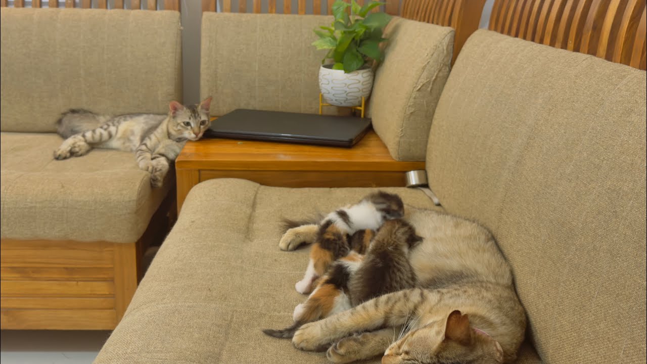  Care of newborn  kitten|Babbu family ❤️loomi is sad because  of the new born  baby s are feeding 😭