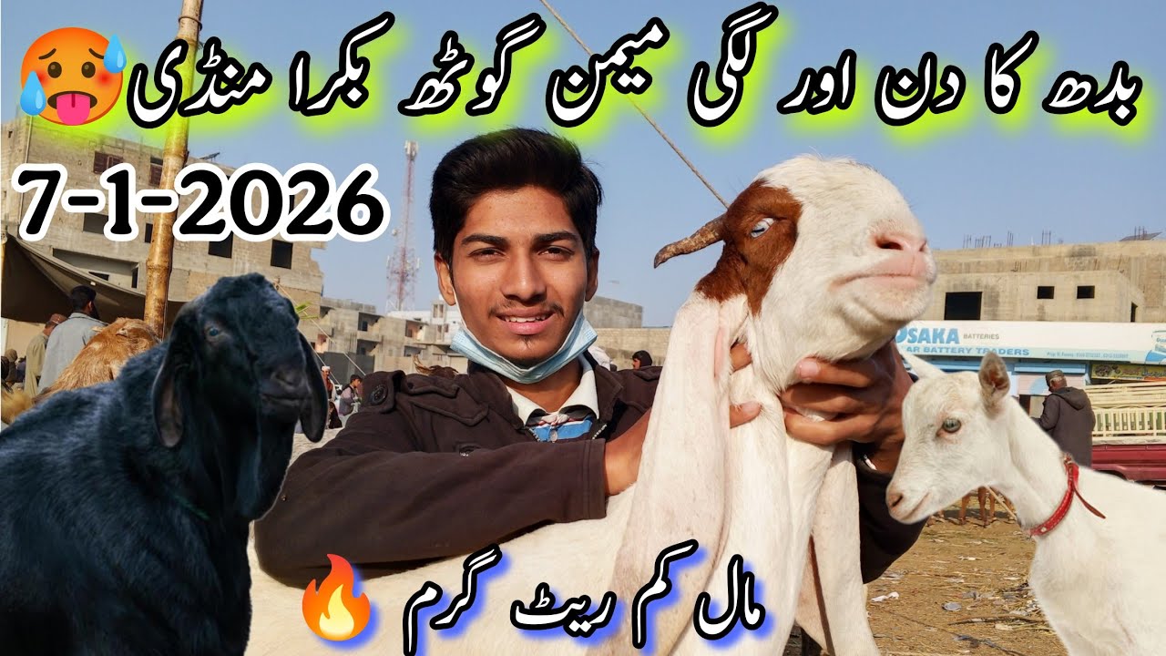 Bakra Mandi Me Mall Kaam Lakin Rate Tana tan😊 | 7-1-26 | Memon Goth Bakra Mandi Latest Rates 🤯