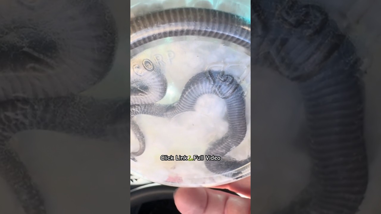 Познакомьтесь с нашей новой черной африканской домашней змеей!