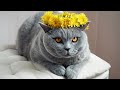 Венок из ОДУВАНЧИКОВ и британский КОТ / British funny cat