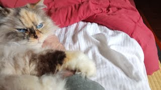 A big fluffy Kitty sleeping on my arm. Beethoven Fur Elise + Bonus video