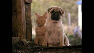 The Adventures of Milo and Otis Original Movie Trailer