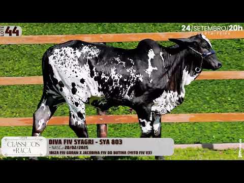 LOTE 44   SYA 803