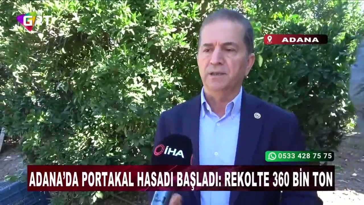 Adana’da Portakal Hasadı Başladı Rekolte 360 Bin Ton