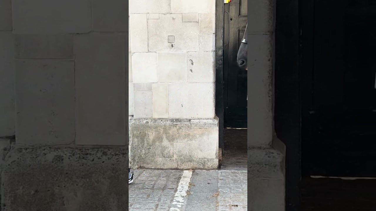 A Smile Worth a Thousand Words — Tourist & Royal Horse Moment 