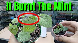 Baking Soda Burnt My Mint — Powdery Mildew Treatment