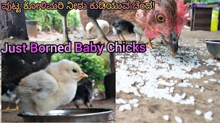 Harvested Hen Baby Chicks | Amezing Born Chiks | Hen Harvesting | Natural Hen Hatching |