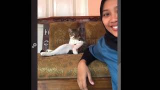 bang Aweng video kucing komedi bikin ngakak Prat 10