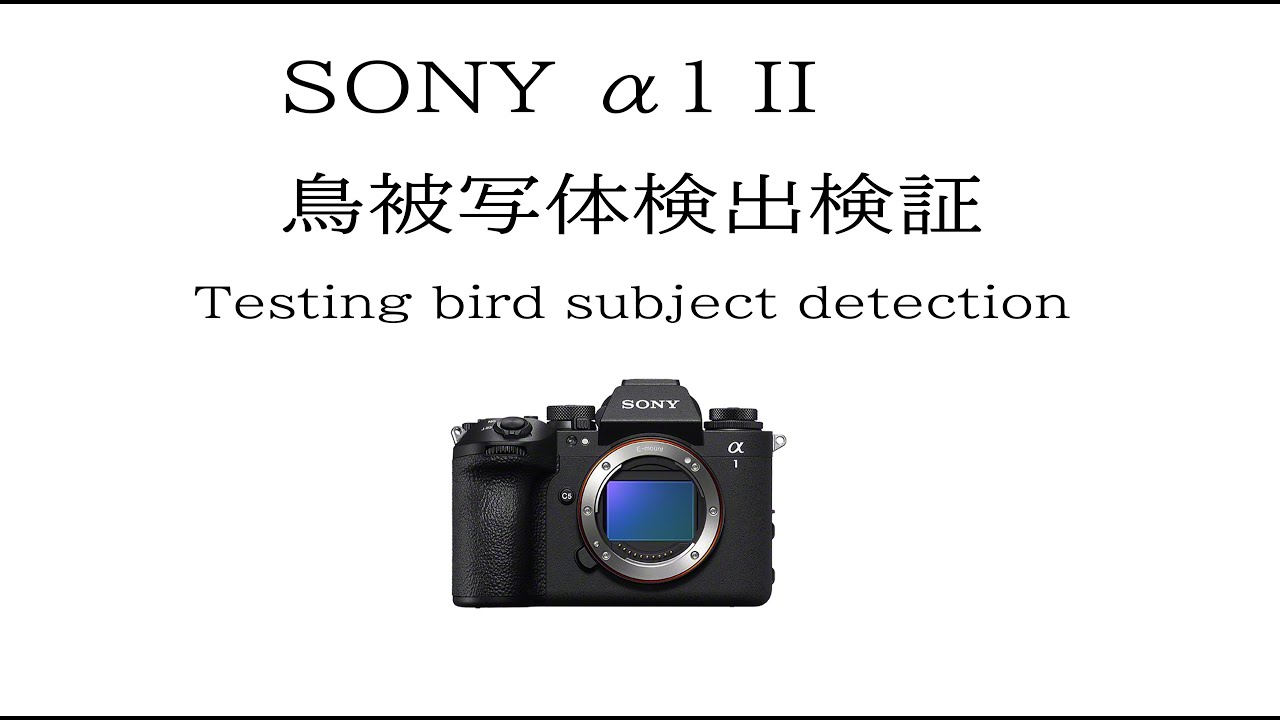 SONY α1 II 鳥被写体検出検証！Testing bird subject detection A1M2