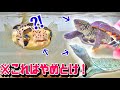 たくさんの〇〇が家に届いたので開封します。