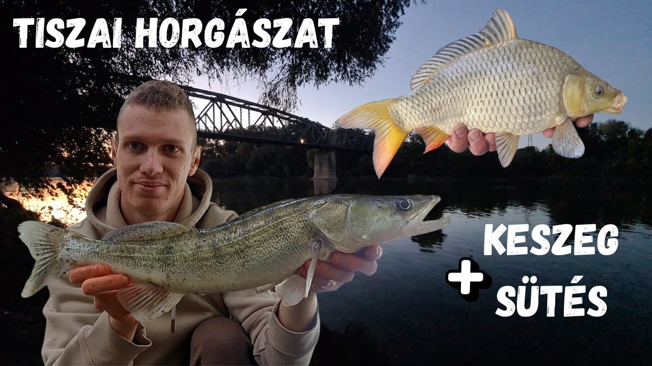 Tiszai horgászat - Ponty, süllő + hosszúelőkés keszegezés 