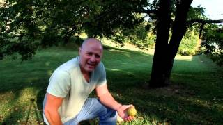 Black Walnut tree with the Driveway Primitive