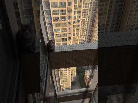 كيف استطاعت القطة أن تتجاوز هذا شورت