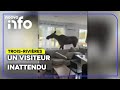 Un orignal s'introduit dans une résidence de Trois-Rivières