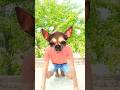 Con chó tài năng được nhận nuôi - Talented dog adopted #shorts