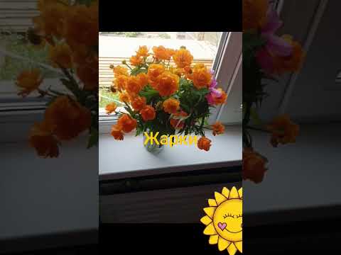 В Залкин Облетает