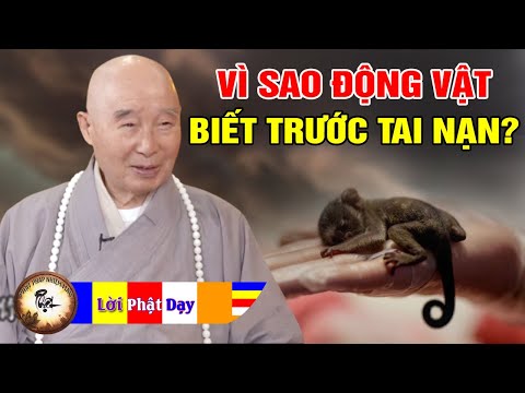 Video Vì sao Động Vật lại biết trước được Tai nạn? Pháp Sư... - youtube
