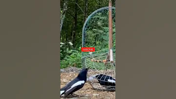 Beginilah Detik-detik Burung Kacer Kenak Jebakan #burung #videoshort