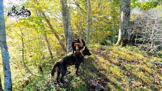 甲斐犬単独猟 Season4「羆撃ち」 2日目  The Kai Ken, a Japanese hunting dog