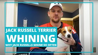 Jack Russell Terrier Whining: Why Jack Russells Whine So Often [My Experience] #jackrussellterrier by Terrier Owner 8,700 views 1 year ago 9 minutes, 43 seconds