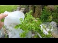 Middle of video